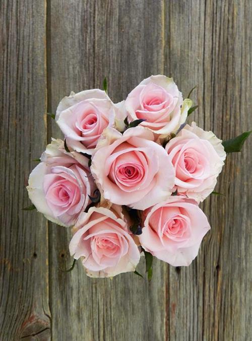  LIGHT PINK ROSES